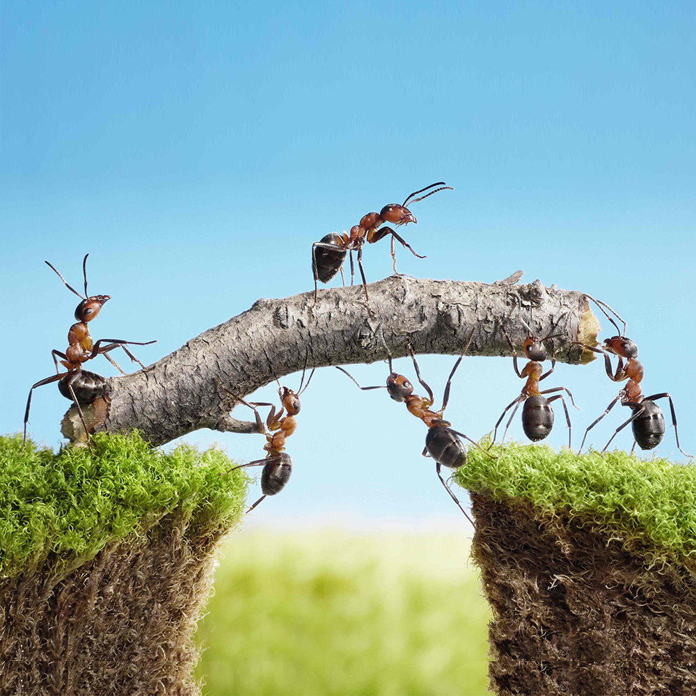 Leadership Teams